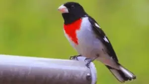 Red-Chested Small Bird