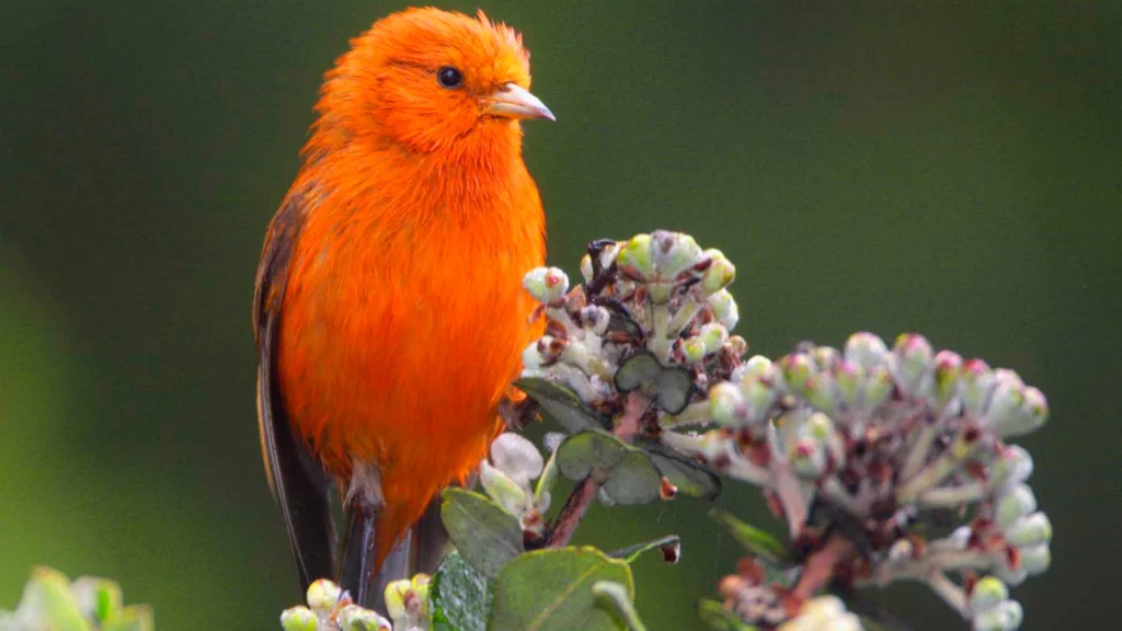red headed bird hawaii