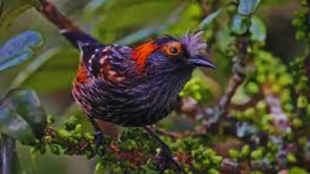 Red-Headed-Birds-In-Hawaii