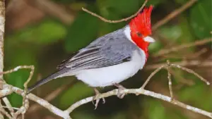 Red Headed Birds In Hawaii