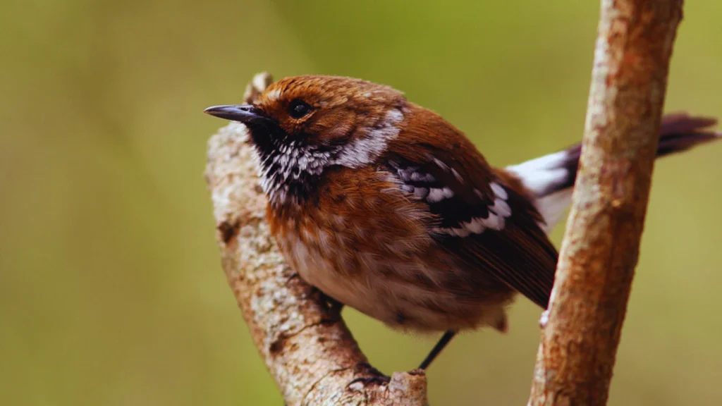 Red Headed Birds In Hawaii 4