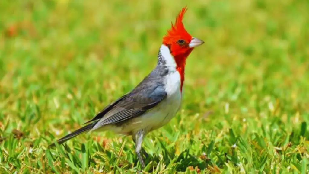 Red Headed Birds In Hawaii