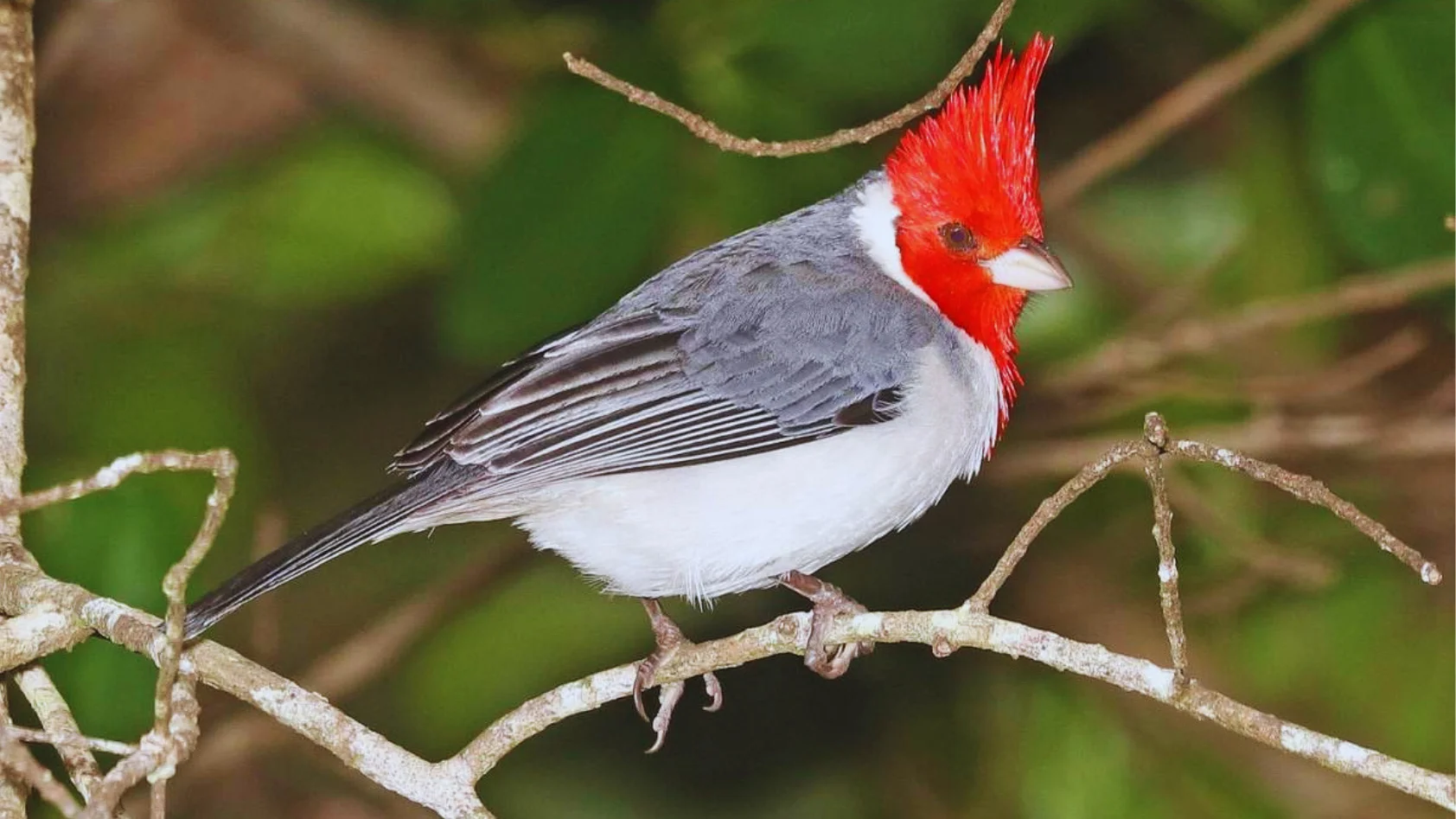 Red Headed Birds In Hawaii