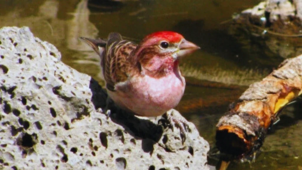 red headed sparrow