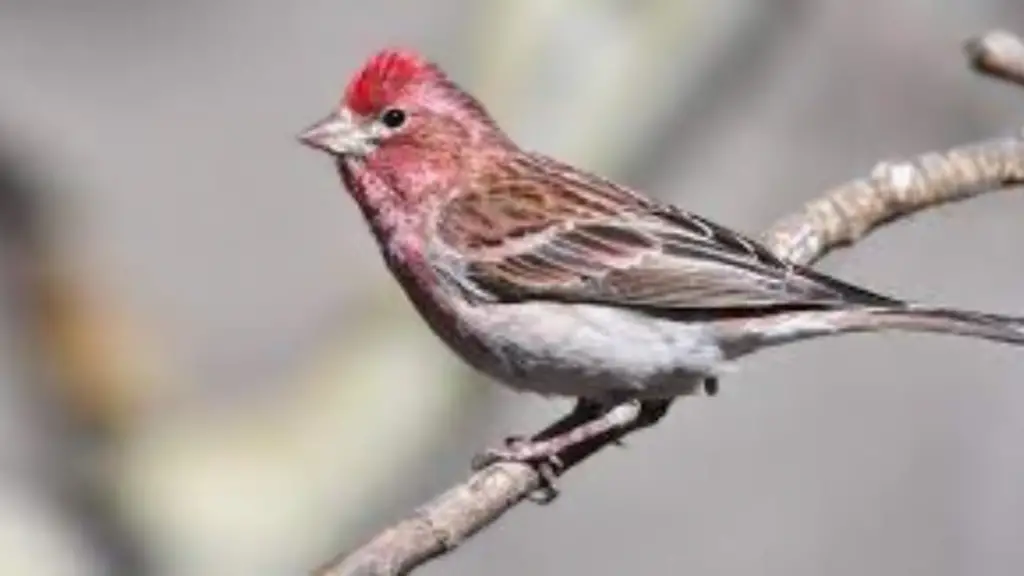 Red-Headed-Sparrow