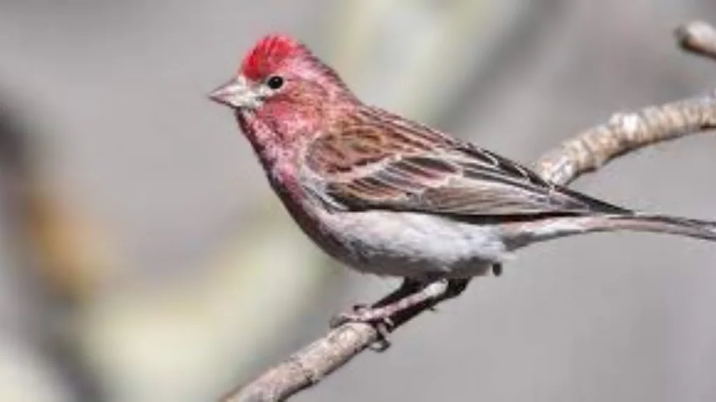 Red-Headed-Sparrow
