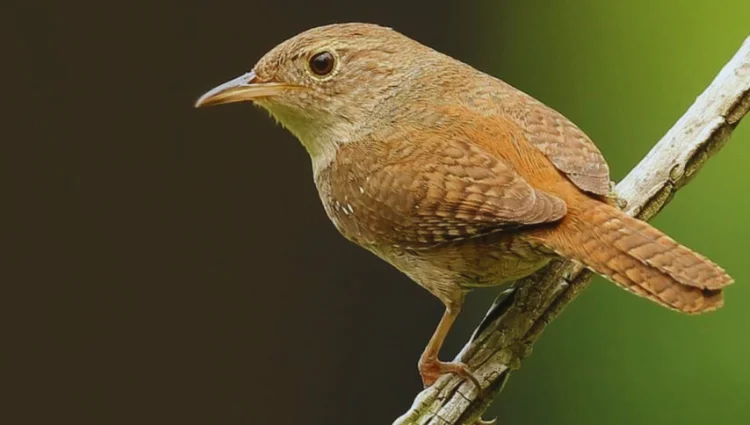 Small Birds with Long Beaks