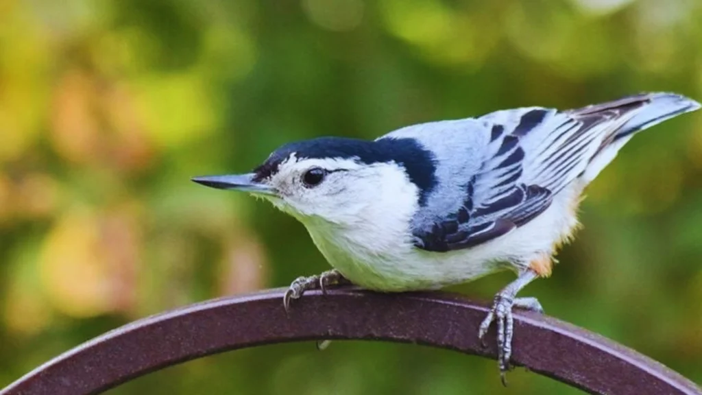 Small Gray Birds with White Bellies