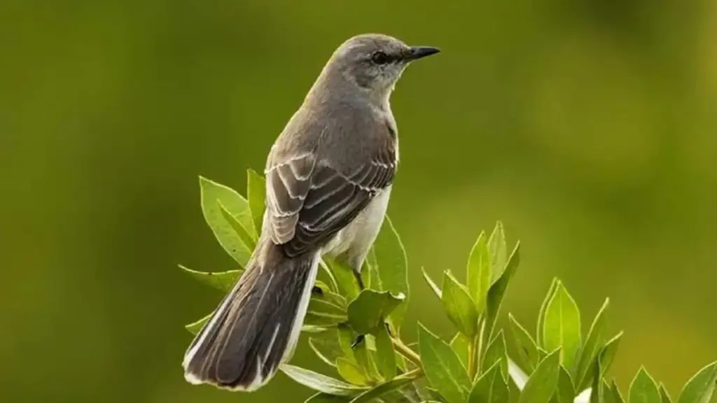Small Gray Birds with White Bellies