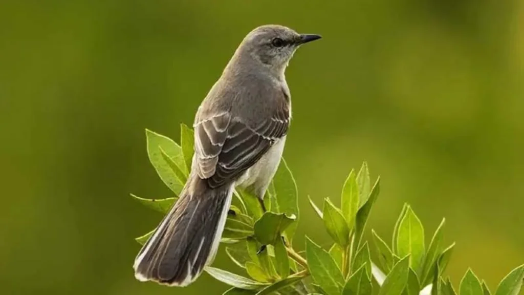 Small Gray Birds with White Bellies