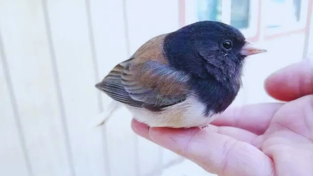 Small Gray Birds with White Bellies