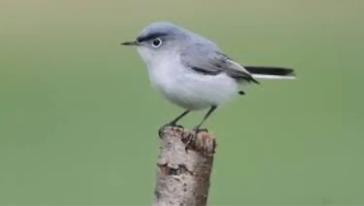 Small Gray Birds with White Bellies