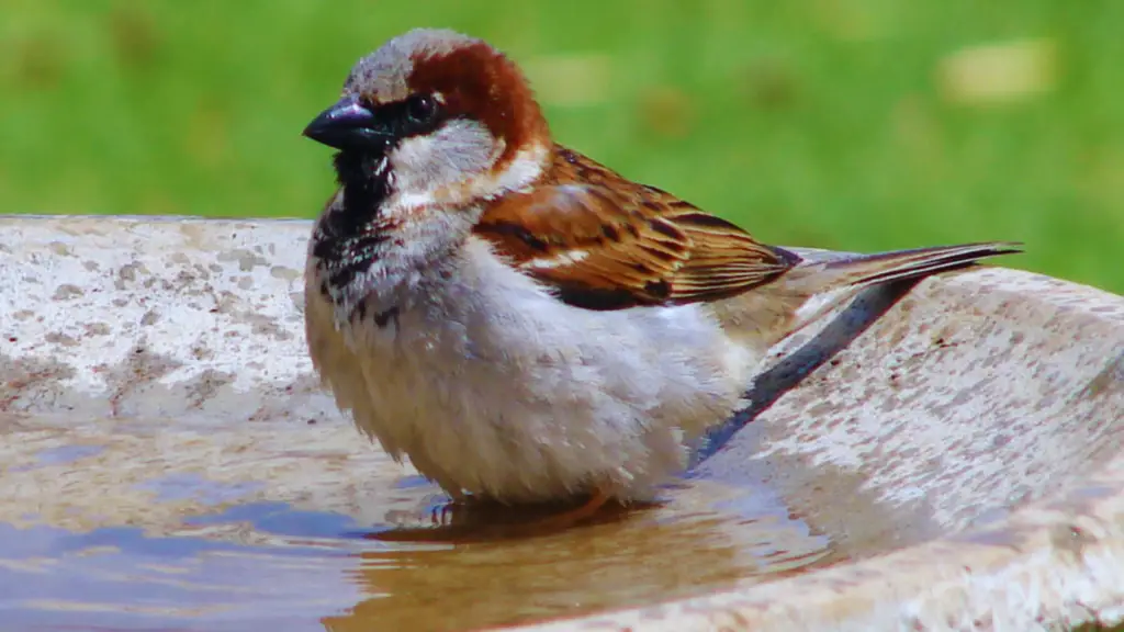 Sparrow Lifespan