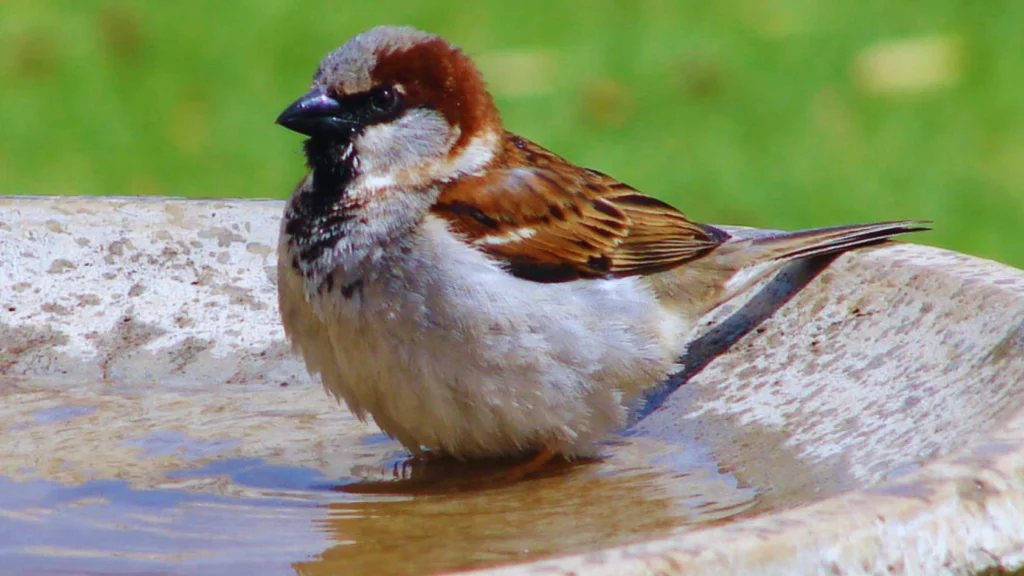 Sparrow Lifespan