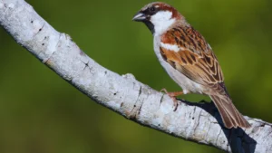 Sparrow Lifespan