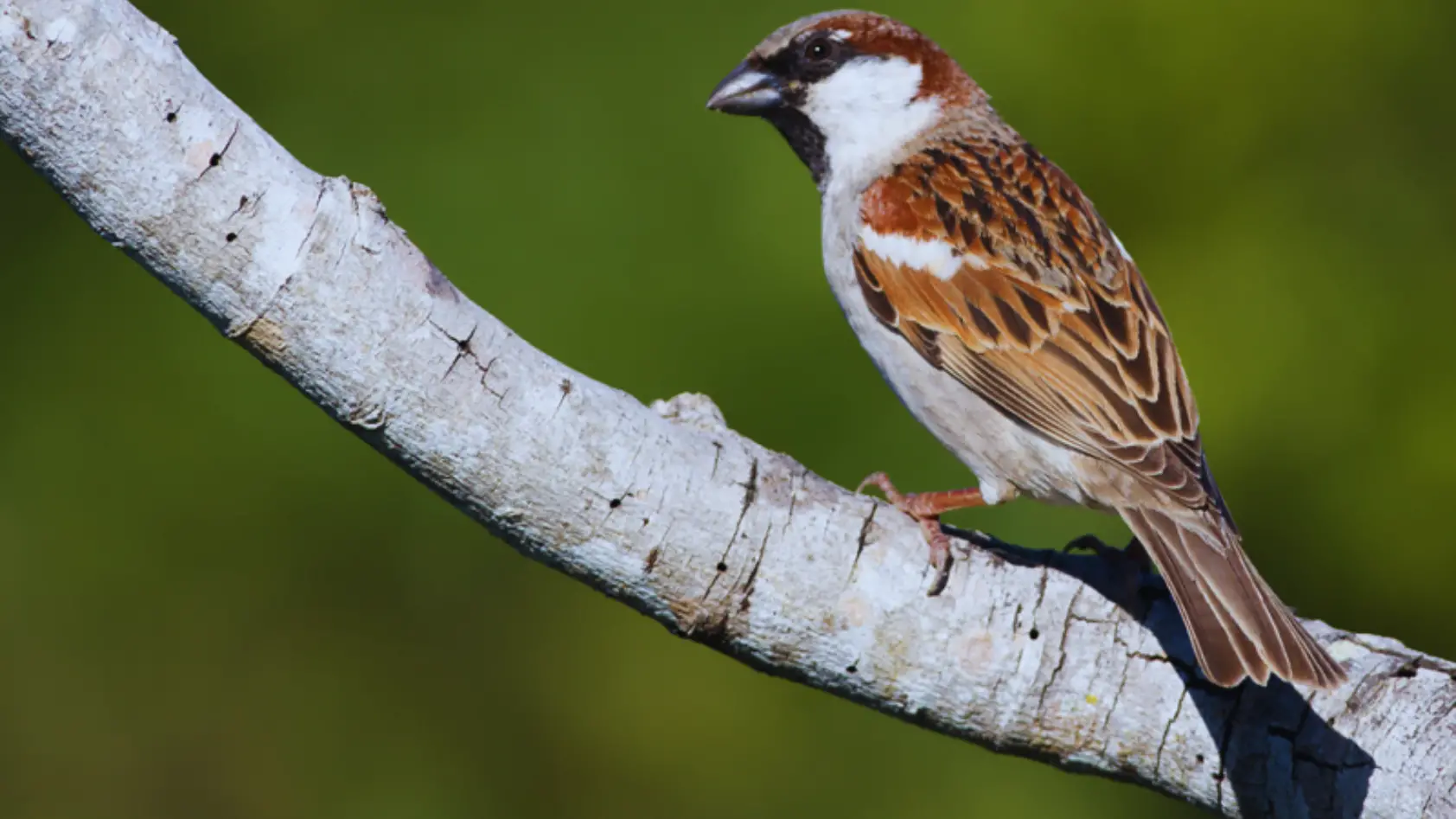 Sparrow Lifespan