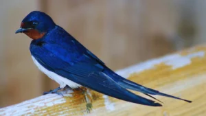 Swallow Bird Meaning
