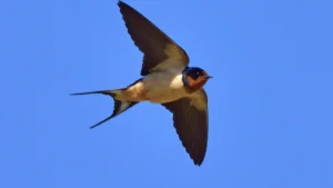 Swallow Bird meaning