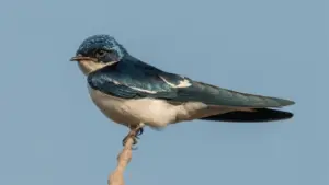 Swallow Bird meaning