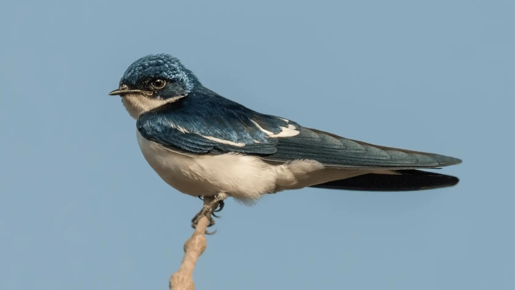Swallow Bird meaning