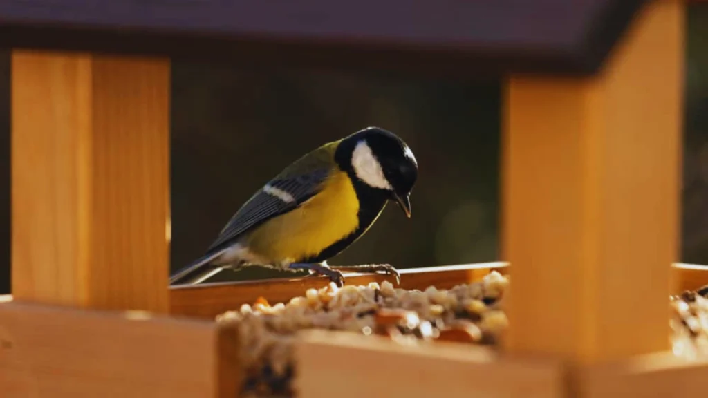 The meaning of  Bird Sitting at the Front Door