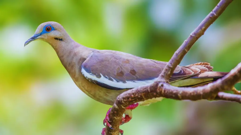 Types of Doves: White-Winged Dove