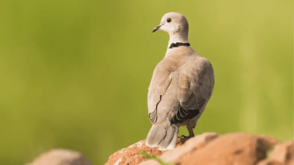 Types of Doves: Eurasian Collared Dove