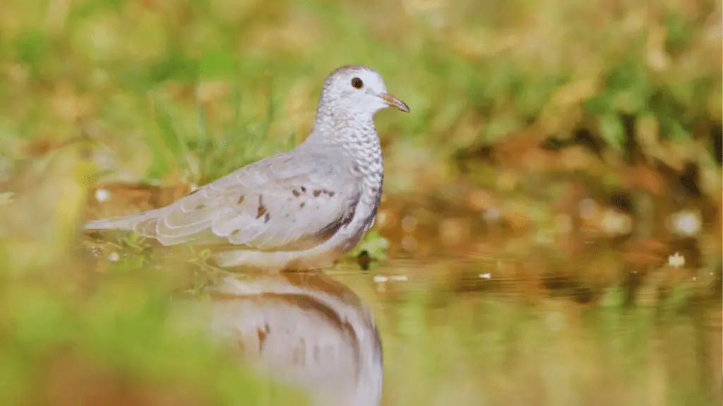 Types of Doves: Ground Dove