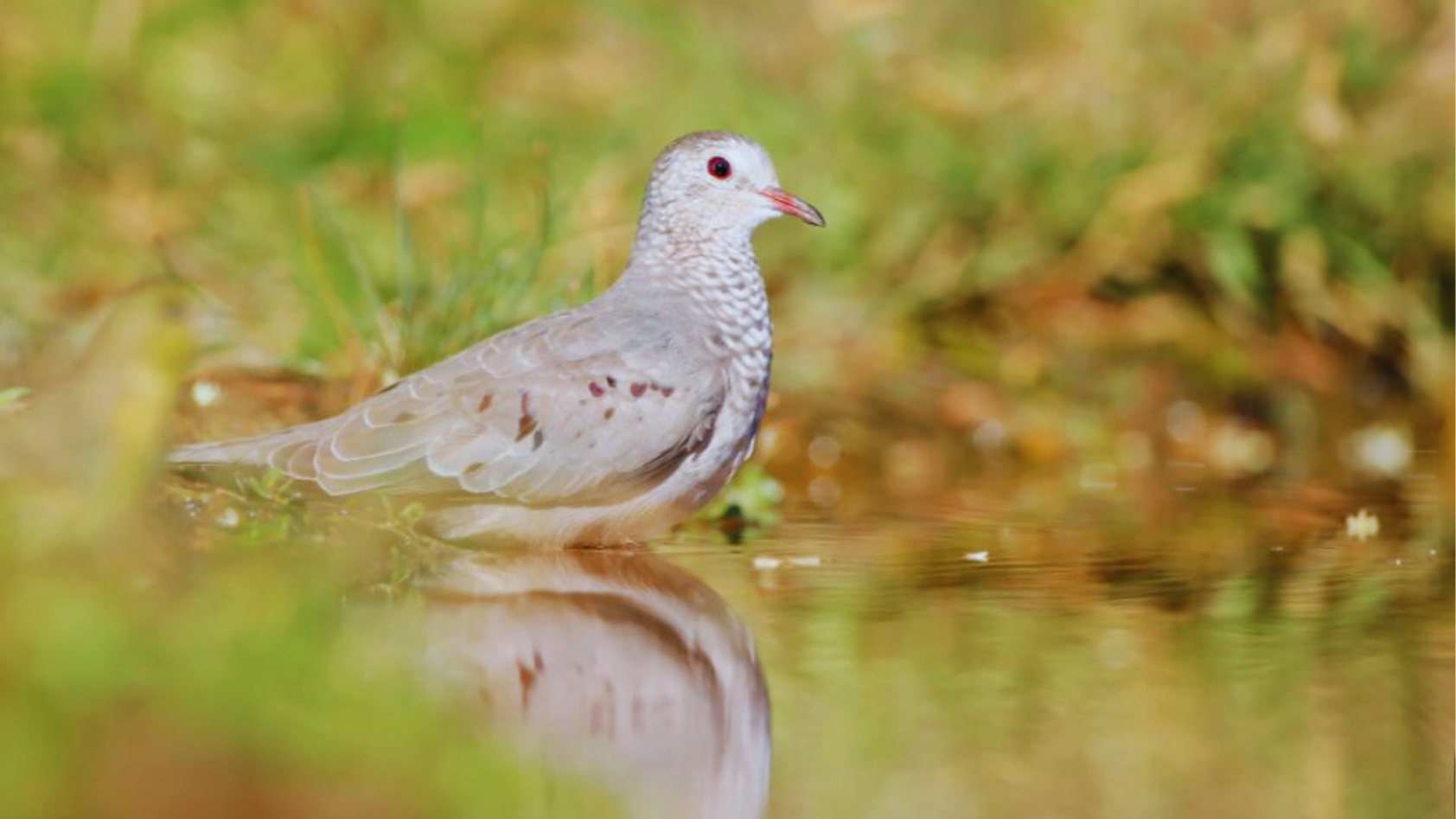 6 Astonishing Types of Doves Found in North America! Chirper Birds