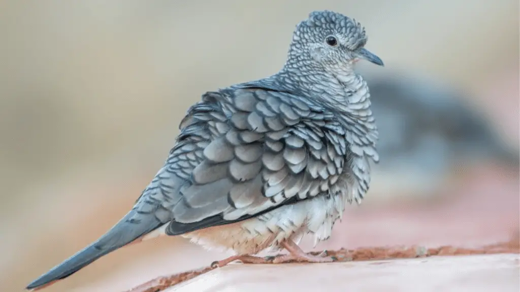 Types of Doves: Inca Dove