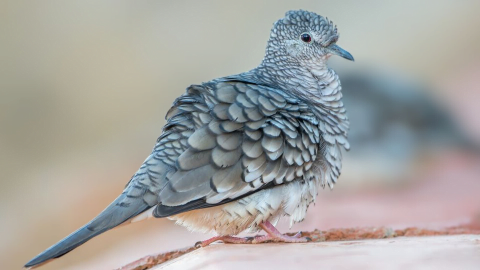6 Astonishing Types of Doves Found in North America! Chirper Birds