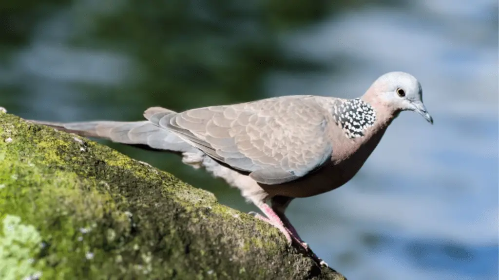 Types of Doves: Spotted Dove
