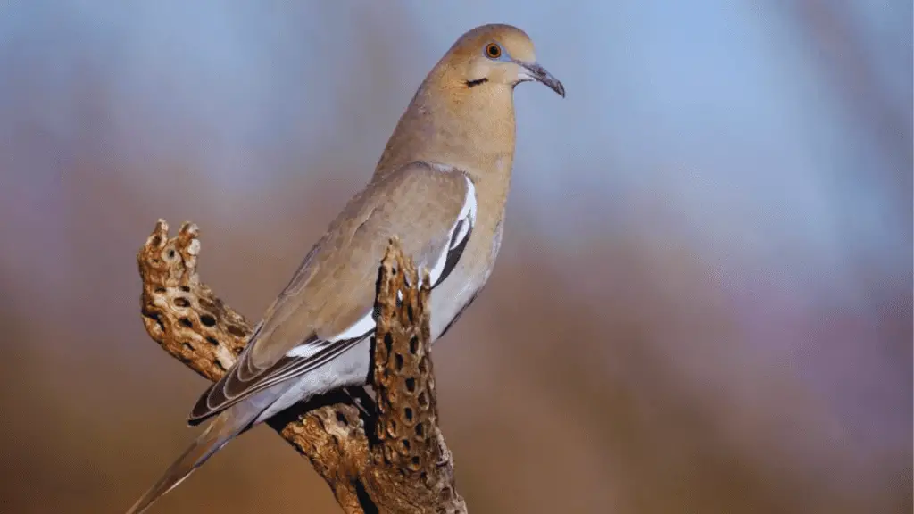 6 Astonishing Types of Doves Found in North America! - Chirper Birds