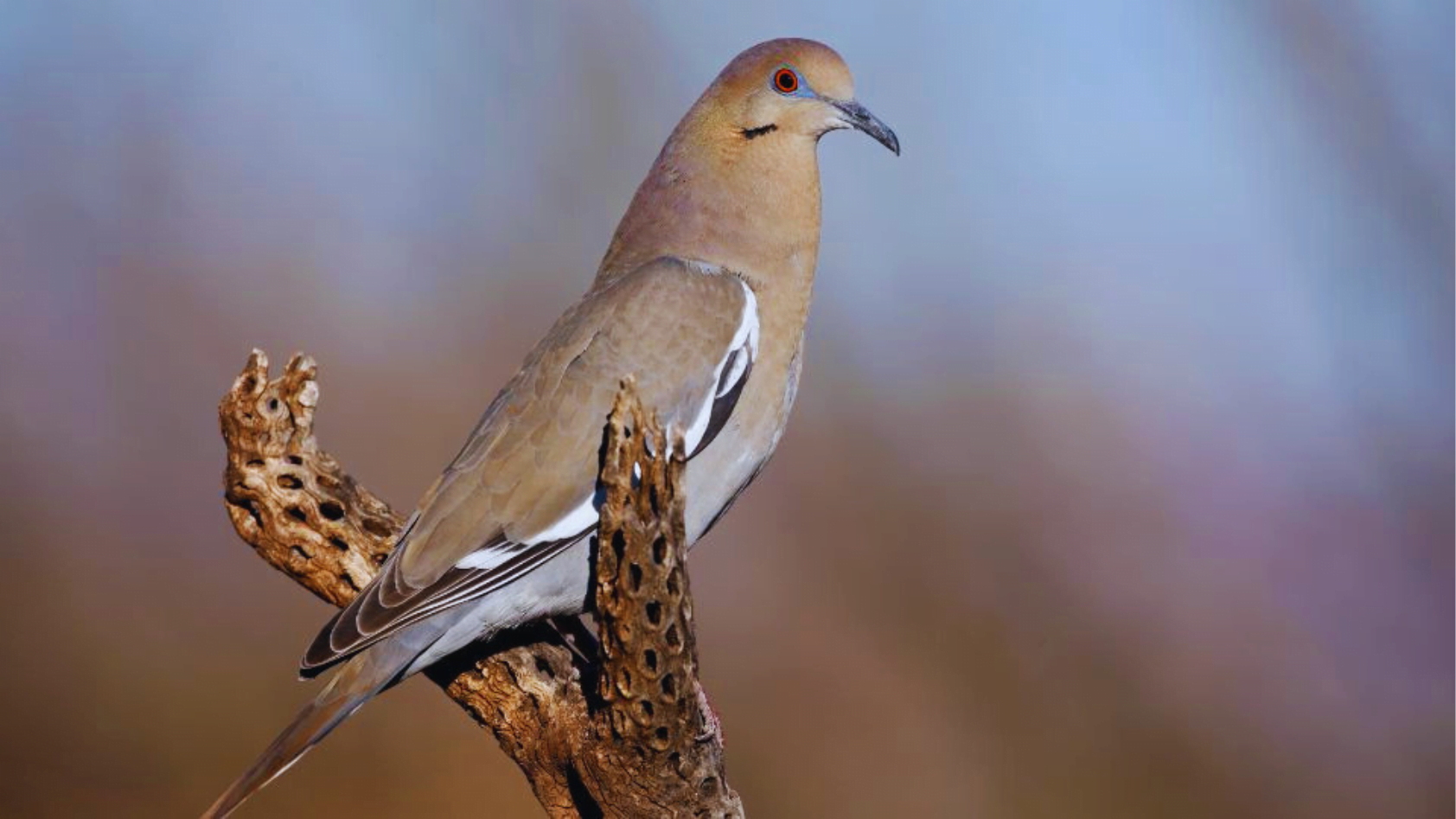 6 Astonishing Types of Doves Found in North America! Chirper Birds