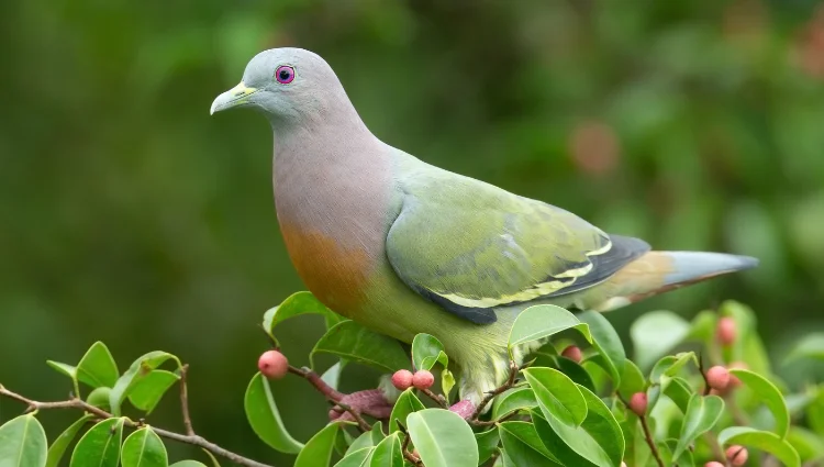 Types of Doves