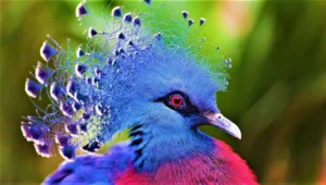 beautiful birds