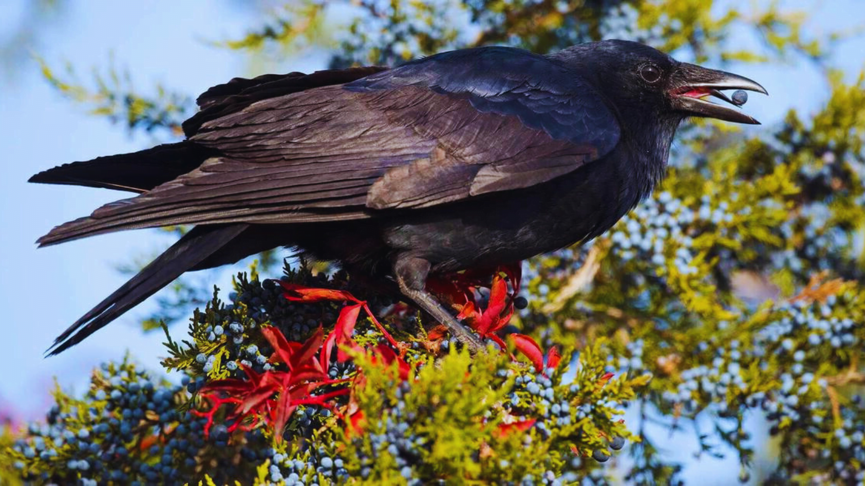 What Does It Mean If A Crow Follows You? 7 Astonishing Facts Chirper