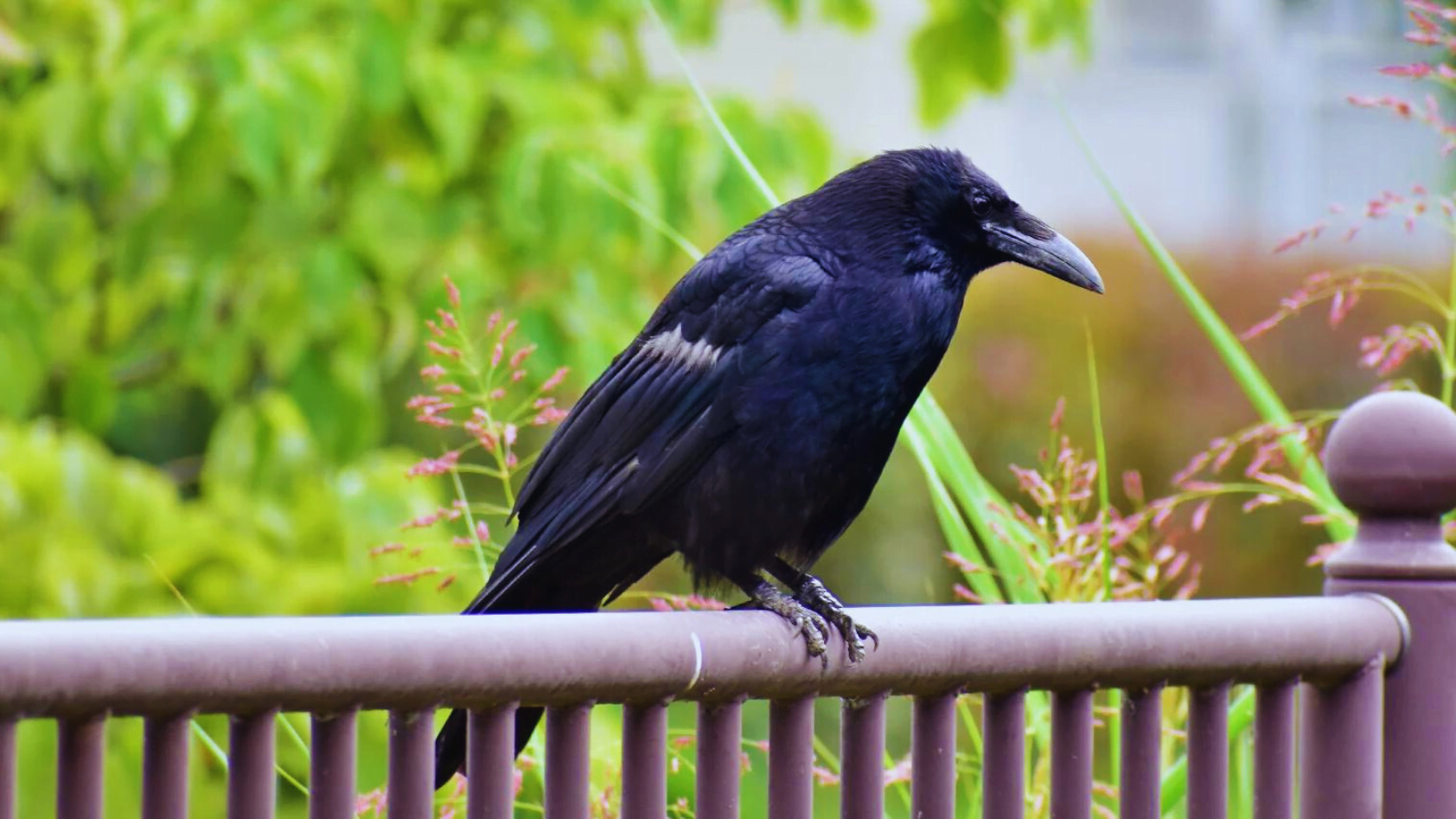 What Does It Mean If A Crow Follows You? 7 Astonishing Facts Chirper