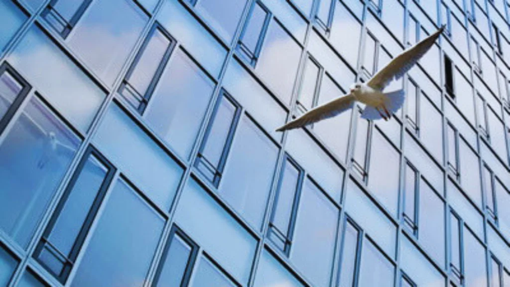 What Does it Mean When a Bird Hits Your Window?