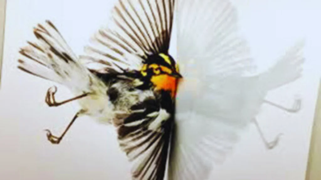 What Does it Mean When a Bird Hits Your Window?