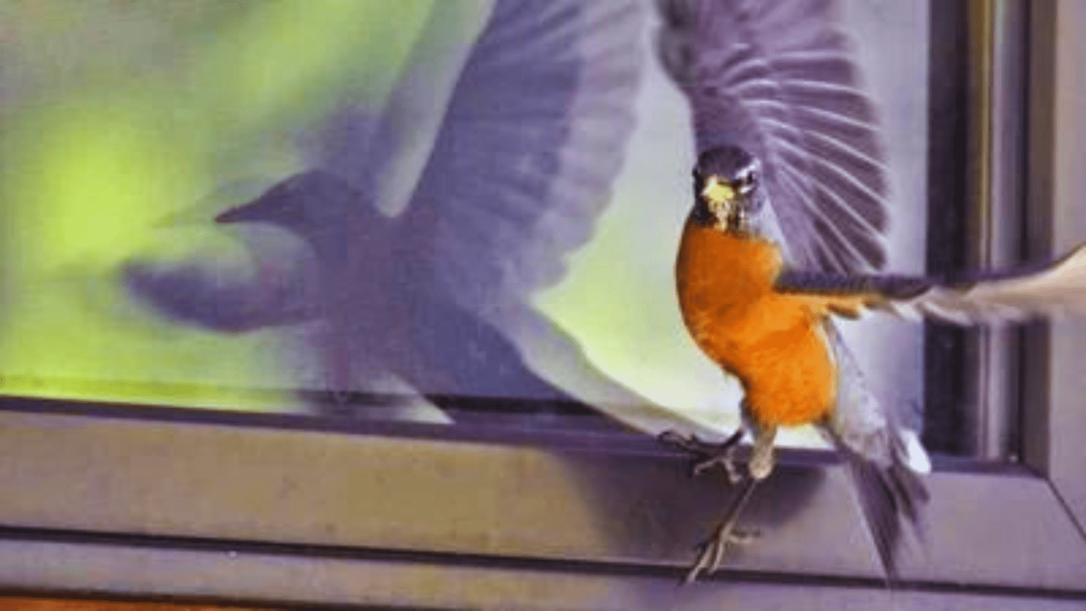 What Does it Mean When a Bird Hits Your Window? 5 Shocking Meanings