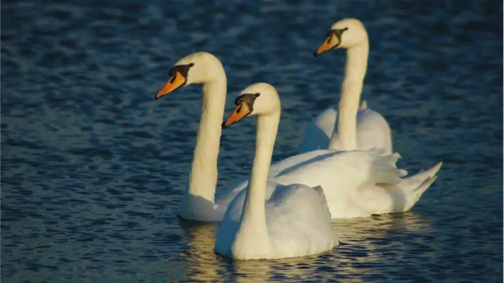 What-Is-a-Group-of-Swans-Called
