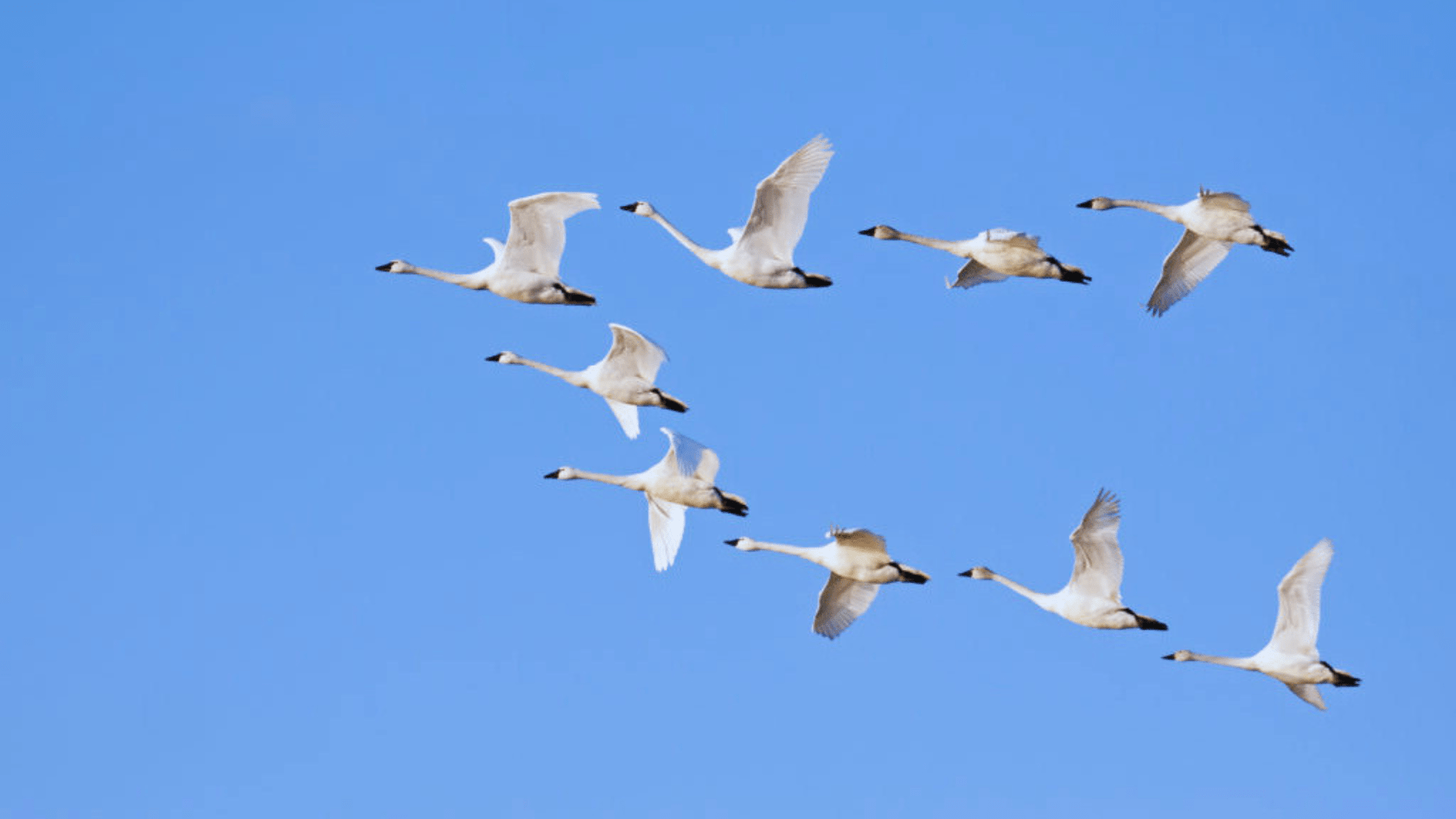 What Is a Group of Swans Called? 7 Amazing Collective Nouns! Chirper