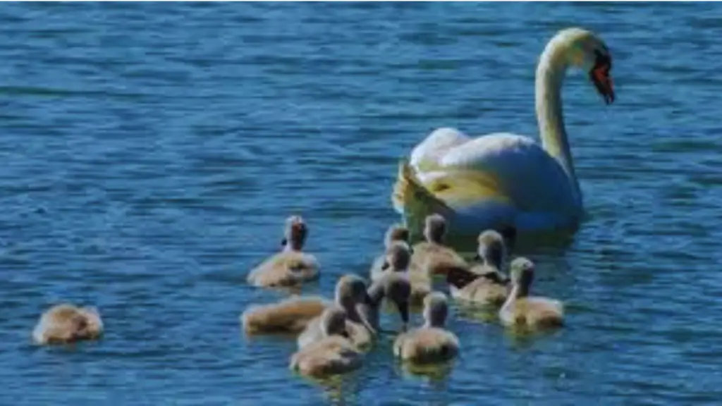 What-Is-a-Group-of-Swans-Called