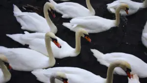 What Is a Group of Swans Called