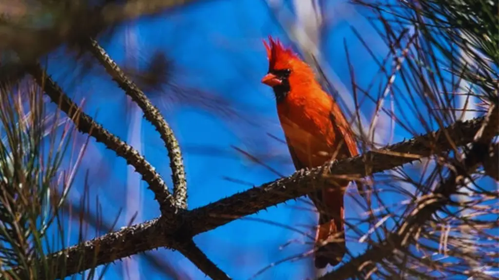 Where Do Cardinals Nest At Night