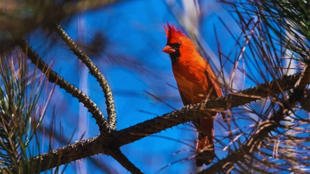 Where Do Cardinals Nest At Night