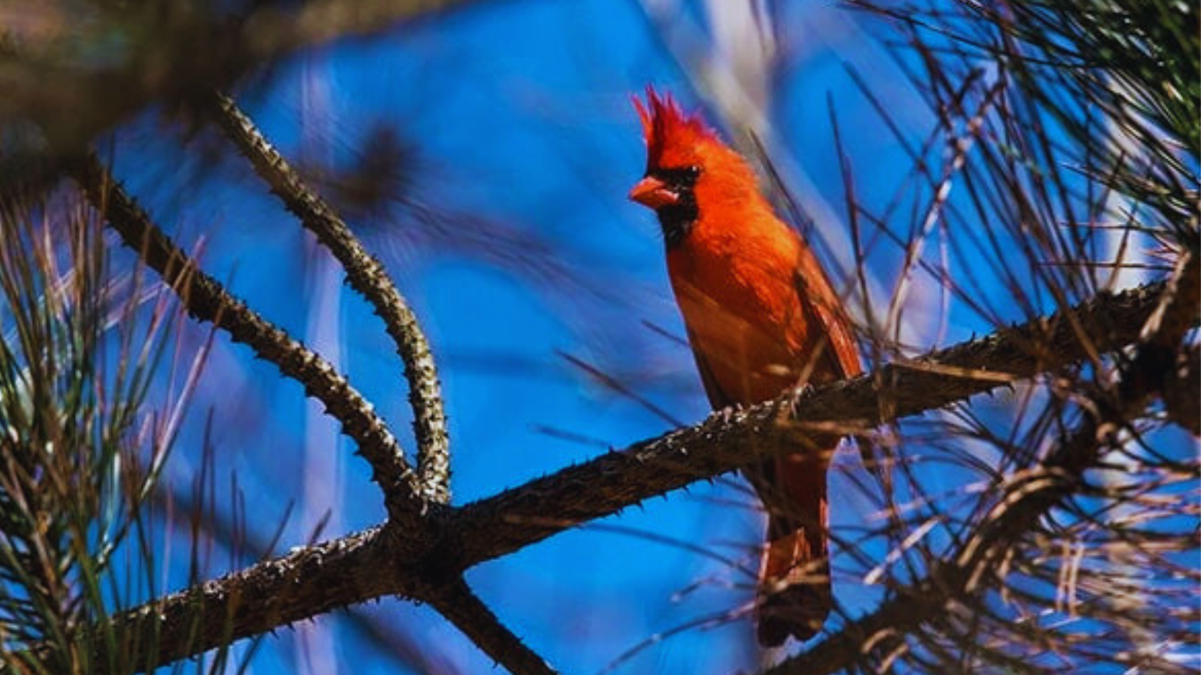 Where Do Cardinals Nest At Night 5 Fascinating Facts You Must Know