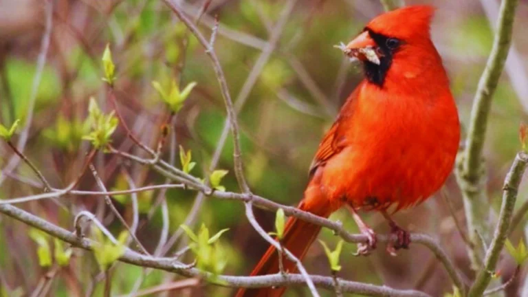 Where Do Cardinals Nest At Night