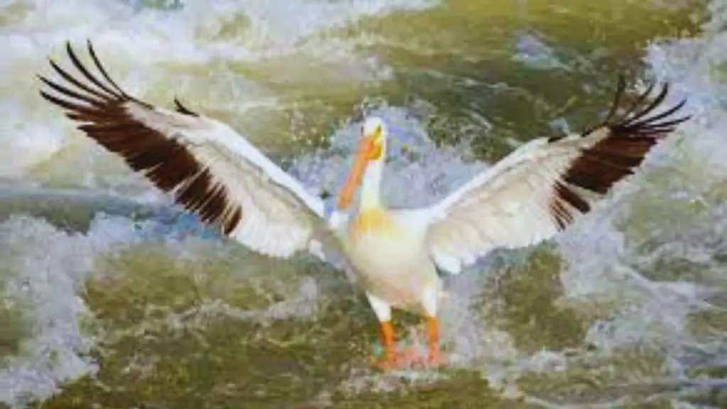 white and brown bird - American White Pelican